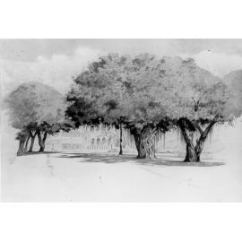 Townsville, The Strand, shade trees, ca 1930 