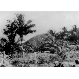 Townsville, Coconut Palms, ca 1920 