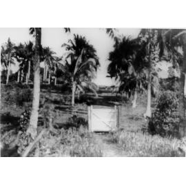 Dunk Island, Palm Avenue, 1927 