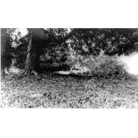 Dunk Island, E J Banfields Grave, 1927 