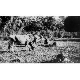 Dunk Island, Dairy cattle, 1927 
