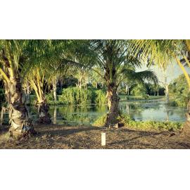 The Palmetum, University Road, Douglas, Townsville, 1991