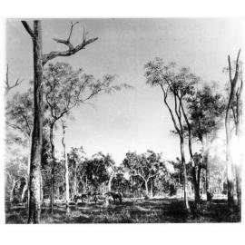 Typical country, Townsville region, 1869. 