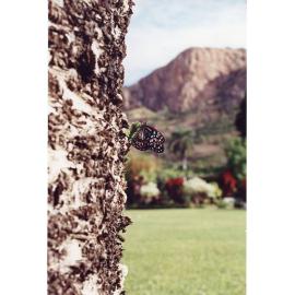 A common blue tiger butterfly, Townsville, 1991