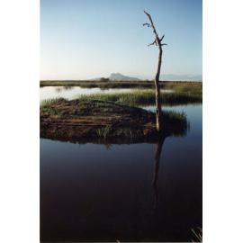 The Town Common, Townsville, 1991