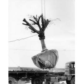 Last weeping fig tree to be removed from Charters Towers Road, Townsville, during reconstruction 