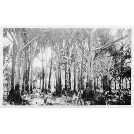 Bog Hollow, Mount Spec 