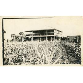 Family photograph from the Quelch Forno collection : Pineapple plantation
