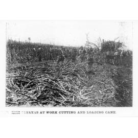 Australian South Sea Islanders at work cutting and loading cane, Lower Burdekin, 1901