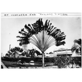 Travellers Palm, Railway Station, Townsville, 1943