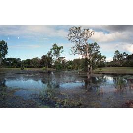 Lagoon in the Palmetum, Douglas, Townsville, 1991