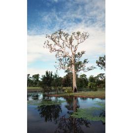 Lagoon in the Palmetum, Douglas, Townsville, 1991