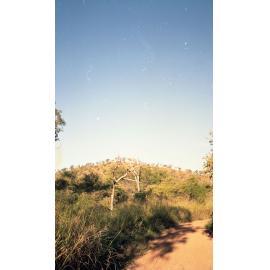Bushland around Mount Stuart, Townsville, 1991