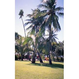Coconut palms and childrens slides, the Strand, Townsville, 1991