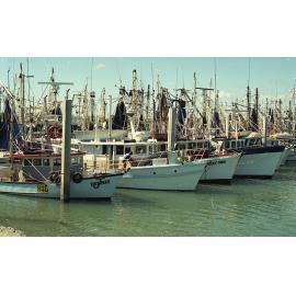 Fishing fleet, Townsville, 1991