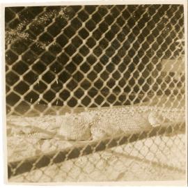 Caged crocodile, Mount St John Zoo, Townsville