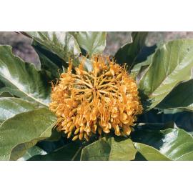 Flowering tree photographed at the Townsville Palmetum, circa 2000