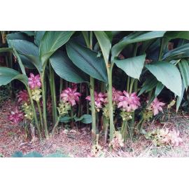 Flowering plant photographed at the Townsville Palmetum, circa 2000