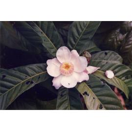 Flowering plant photographed at the Townsville Palmetum, circa 2000