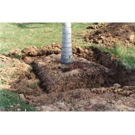 Palm tree relocation, Townsville Palmetum, [between 1982-2002]