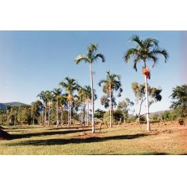 Palm tree relocation, Townsville Palmetum, [between 1982-2002]