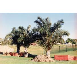 Palm tree relocation, Townsville Palmetum, [between 1982-2002]