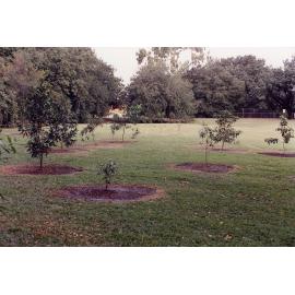 Sapling trees, Anderson Park Botanic Gardens, Mundingburra, Townsville, [between 1982-2002]