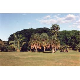 View of Anderson Park Botanic Gardens, Mundingburra, Townsville, [between 1982-2002]