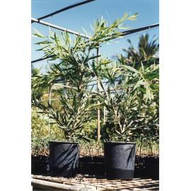 Plants being propagated at the Townsville Botanic gardens