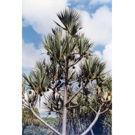 Pandanus utilis from Madagascar in the Pandanetum, Anderson Park, Townsville, May 2002