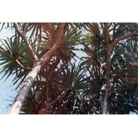 Pandanus tectorius from Queensland adjacent the Cape York Collection in Anderson Park, Townsville, May 2002