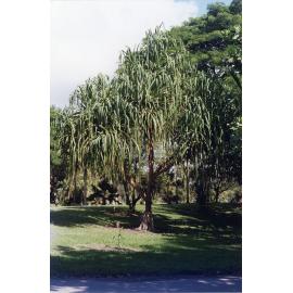Pandanus brassii from Papua and New Guinea in Anderson Park, Townsville, May 2002