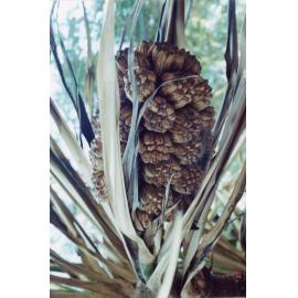 Pandanus whitei fruit, Cape Cleveland, Townsville, May 2002