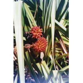Pandanus affinis from Malaysia in the Palmetum, Townsville, May 2002