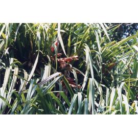 Pandanus zea from Iron Range in the Cape York collection, Anderson Park, Townsville, May 2002