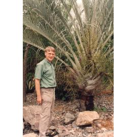 Palm at the Palmetum, Townsville, circa 2000