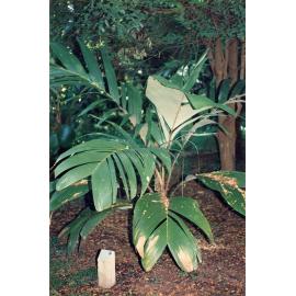 Palm tree at the Palmetum, Townsville, circa 2000