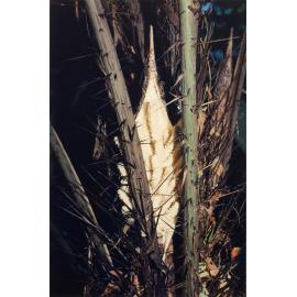 Detail of palm tree at the Palmetum, Townsville, circa 2000