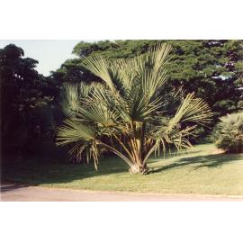 Palm tree, Anderson Park Botanic Gardens, Townsville, [between 1982-2002]