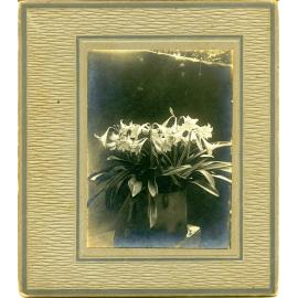 John Fairfield Barber collection : Crinum lily