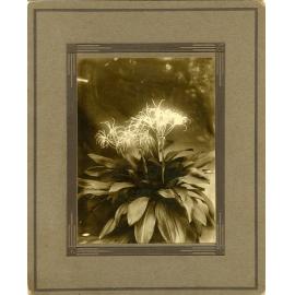 John Fairfield Barber collection : Crinum lily