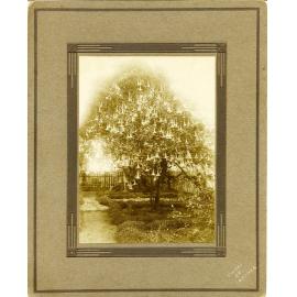 John Fairfield Barber collection : Angel's trumpet tree