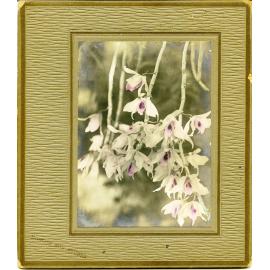 John Fairfield Barber collection : flowering orchid