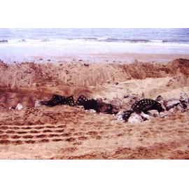 Marsden matting left over from American military operations in 1942 unearthed during the Strand redevelopment, Townsville, 1999