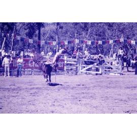 Possum Paddock rodeo, Townsville 1978