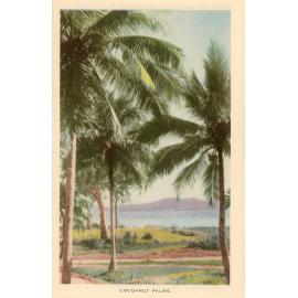 Postcard from the Quelch Forno collection : Cocoanut palms, Townsville