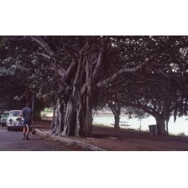 Trees on Magnetic Island, August 1985