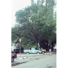 Trees on Magnetic Island, August 1985