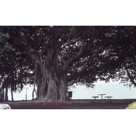 Trees on Magnetic Island, August 1985