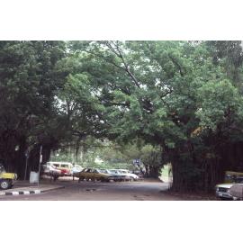 Trees on Magnetic Island, August 1985